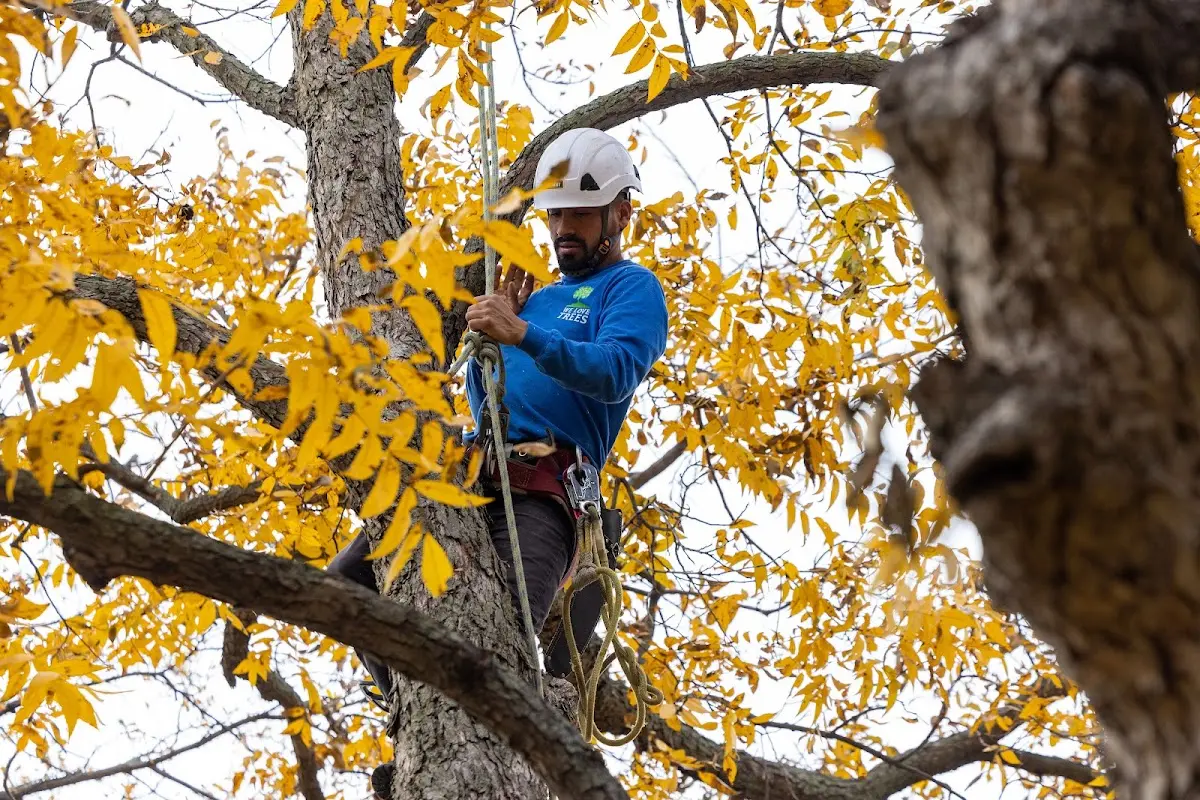 Skilled Tree Planting crew working in Oak Creek