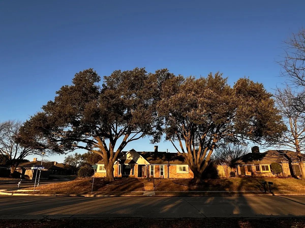 Established residential canopy tree shading a home in Oak Creek